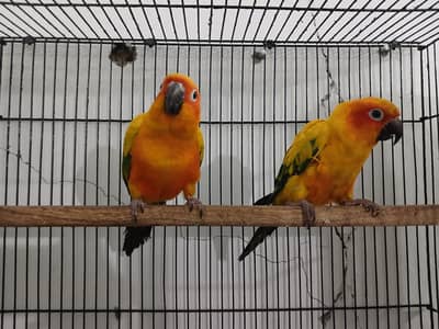 Sin Conure Breader Pair [READY TO BREED]