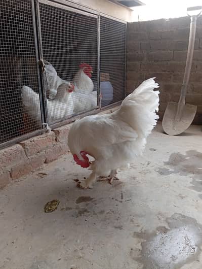 healthy & active male white heavy buff