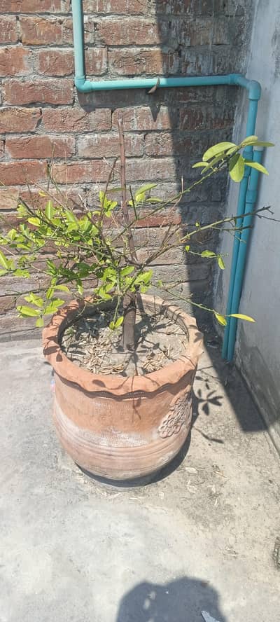 Lemon 2 plants with Pot