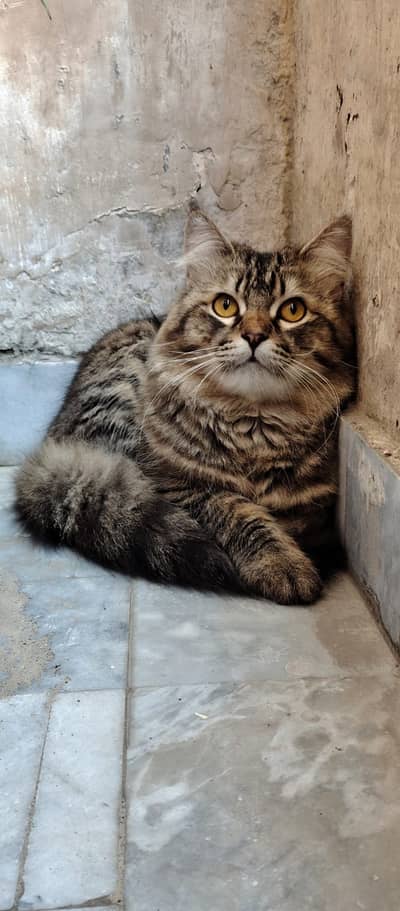 Beautiful Fluffy Persian Mix Cat – Healthy & Playful