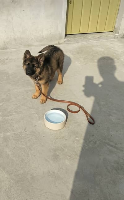 Sable Germen puppy for sale. . . Contact watsap