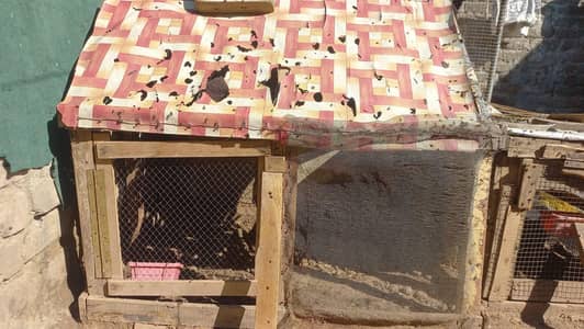 Cages for hens different types