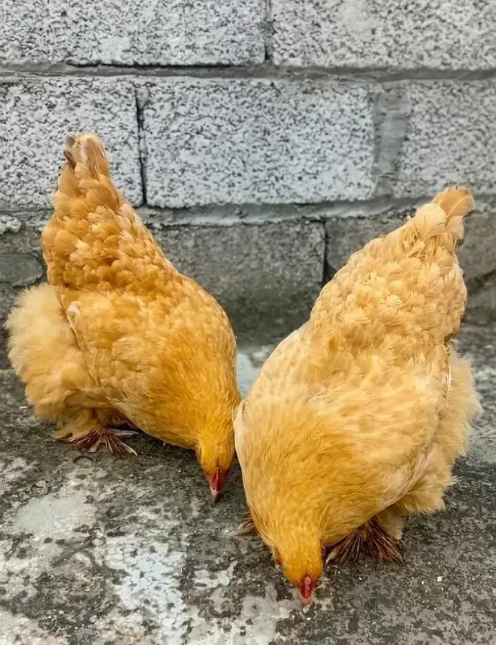 golden heavy buff