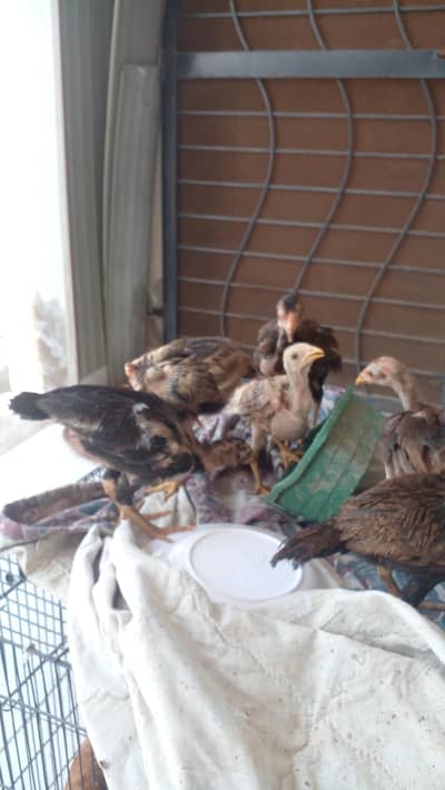 6 Aseel Chicks for sale in Lahore