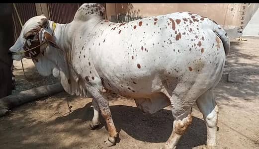 Qurbani Bull for Big Eid  2026