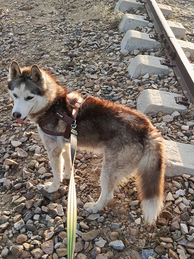 ""Siberian Husky Dog for SALE "" 0