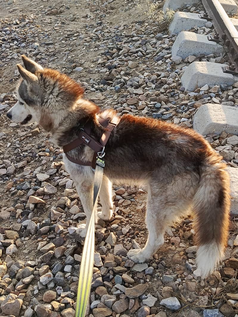 ""Siberian Husky Dog for SALE "" 1