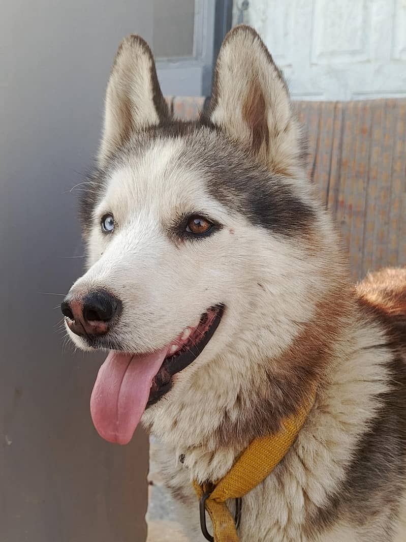 ""Siberian Husky Dog for SALE "" 2