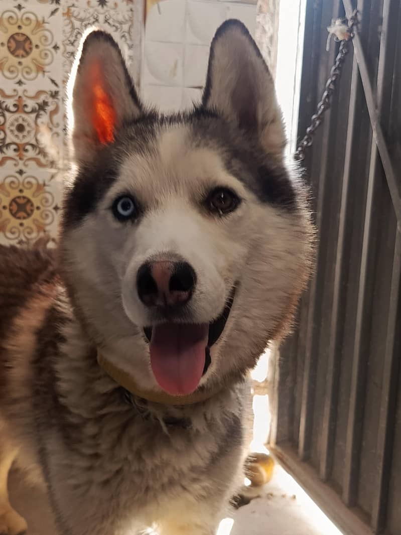 ""Siberian Husky Dog for SALE "" 3