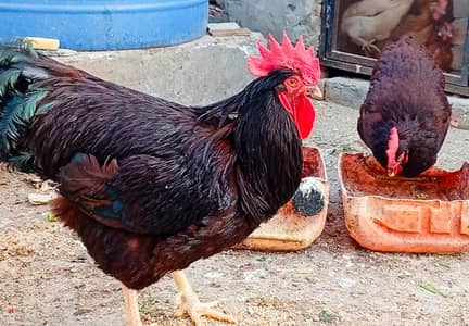 Wyandotte & RIR Heritage Fertile Eggs