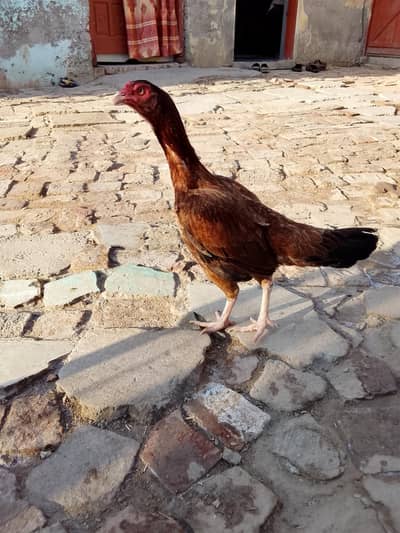 Aseel murgha mianwali cross breeder murgha top aseel murghi