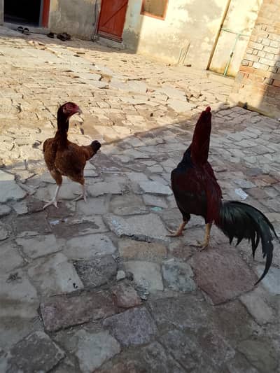 Aseel murgha mianwali cross breeder murgha top aseel murghi