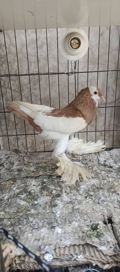 Fantail, King, Modena, Megpie, pouter