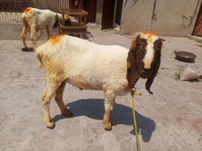 pure dasi chatry jore