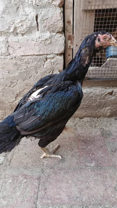 Aseel kurak murgi pathi for sale