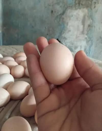 fertile fancy & desi egg