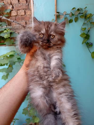 Persian Cat |