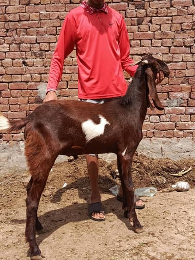 qurbani ka lea taiyar Bakra full healthy and active