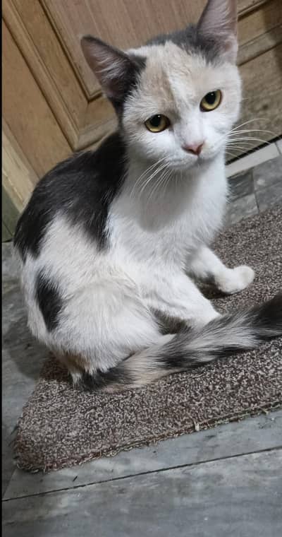 parsion cat female singal coat