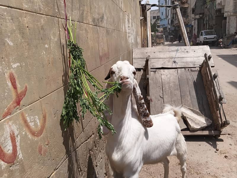 Bakra 0