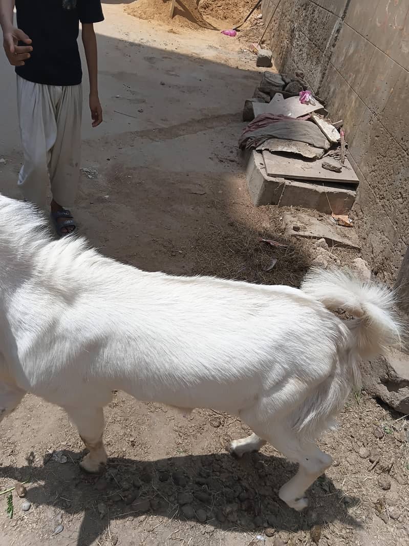Bakra 1