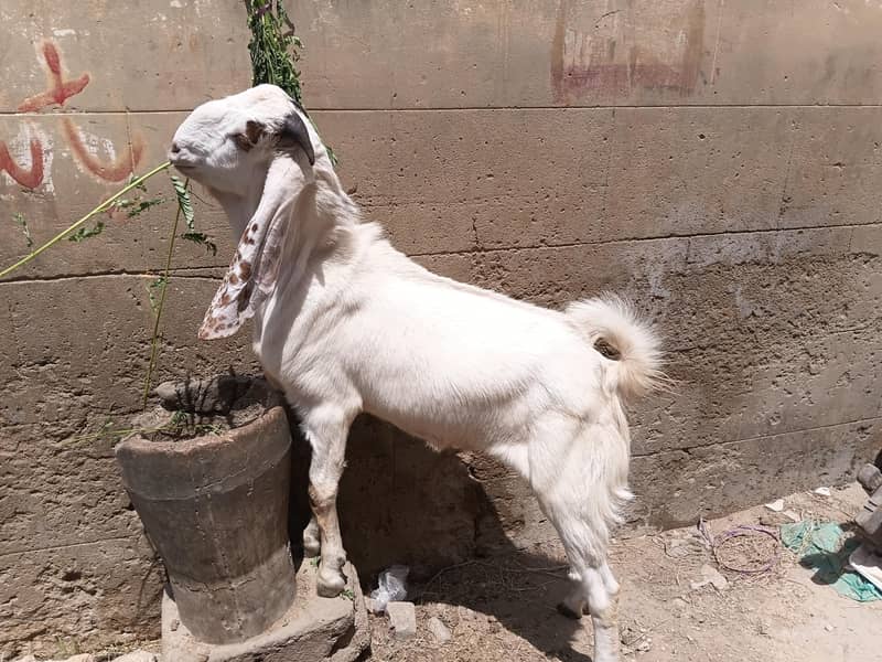 Bakra 2