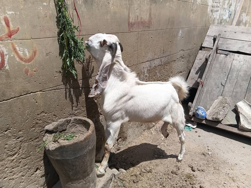 Bakra 3