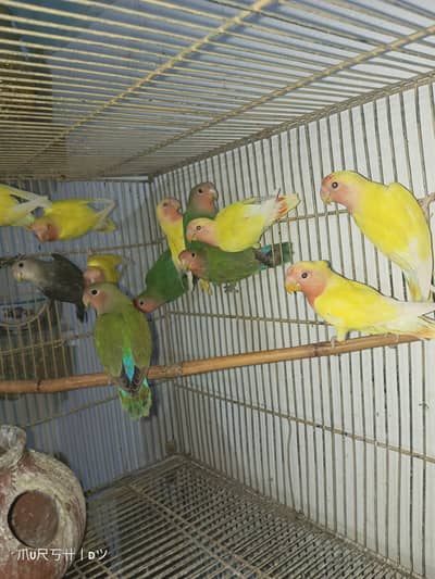 comon lutino pathy rozikoli pathy