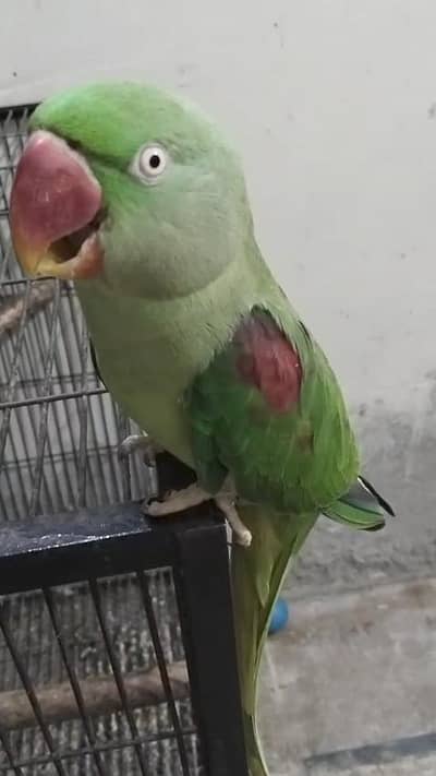 Breeder female and talking 16000