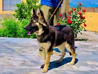 German Shepherd | Puppy | Stock Coat Puppy | Dog For Sale | GSD