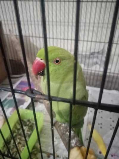 green breeder parrot