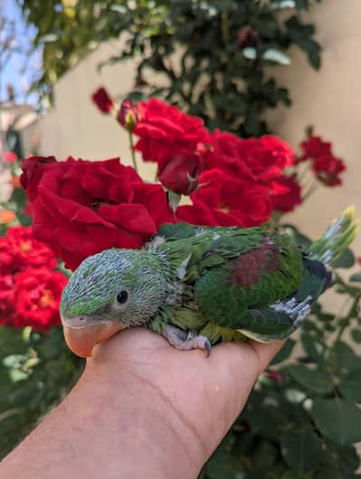 Raa/Alexanderine Parrot Wildlife Registered Chicks