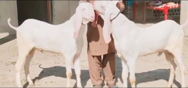 qurbani lagne wala rajanpuri Bakra 0310,,,2729,,869