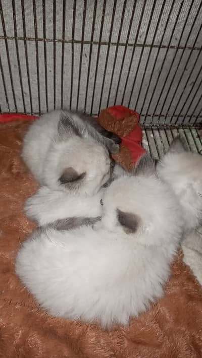 Himalayan Kittens