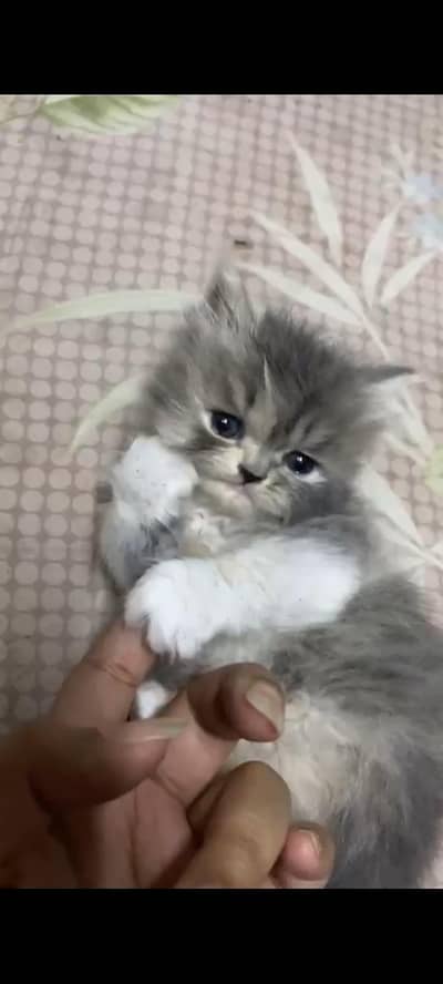 foolish offer wale dor rahen