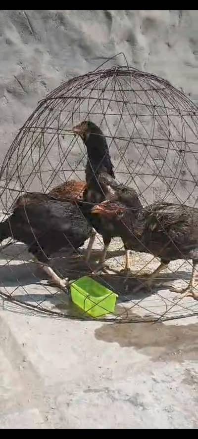 reza breed 4 female ready for breed available