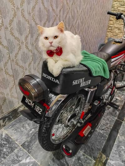 White Persian Male urgent sell