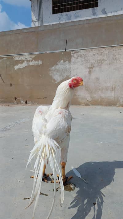 indian parrot beak paper tamilnadu long tail heera aseel