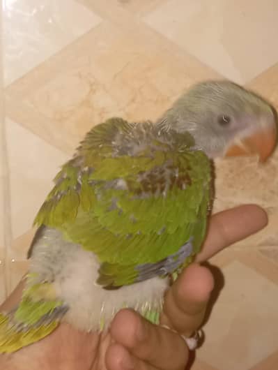 Kashmiri raw parrot Pahari parrot Alaxandrine parrot raw chick raw bab