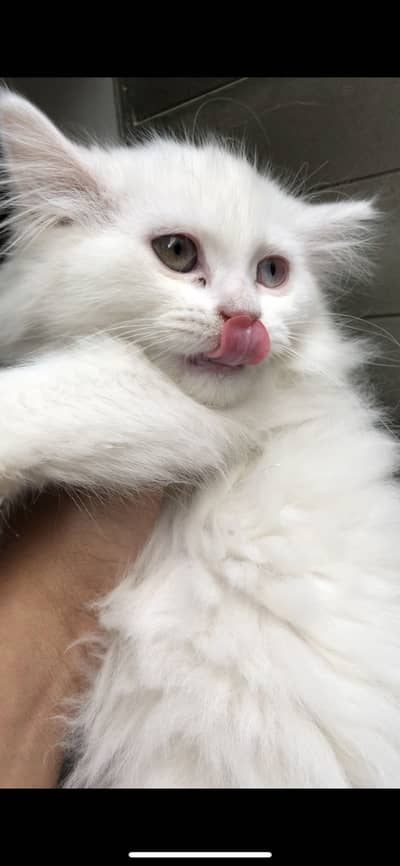 Pair Looking for new caring home