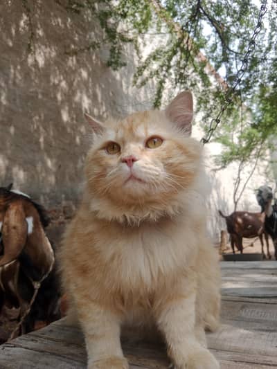 Persian male cat for sale