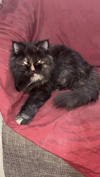 Persian Tripe coat female cat