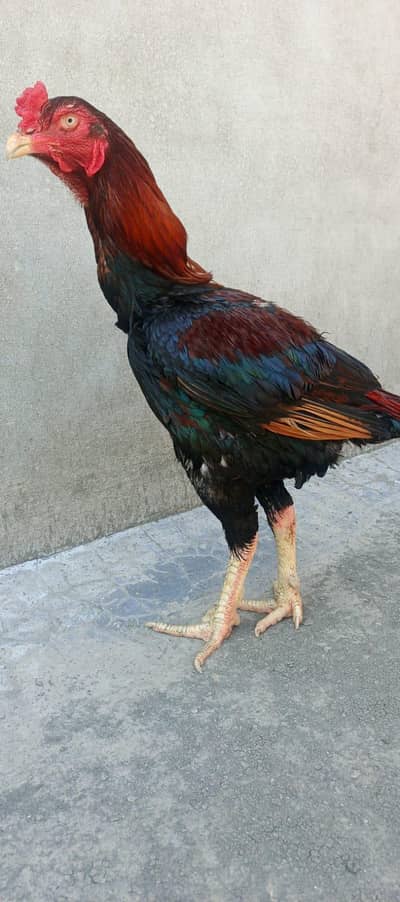 Old breed aseel pair