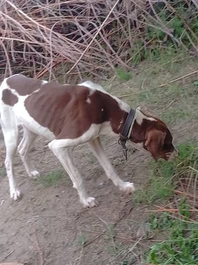English pointer female for sale