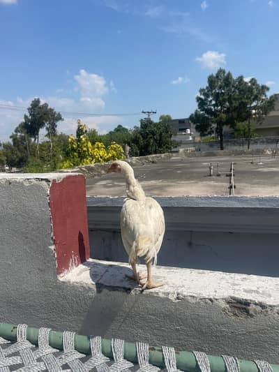 healthy and active   heera aseel