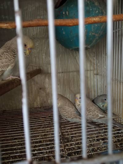 for sale king size pathy healthy active