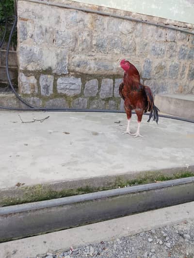 Aseel lakha urgent sale