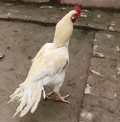 White Aseel Murga For Sale