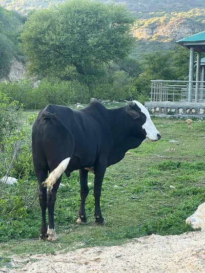 قربانی کے جانور