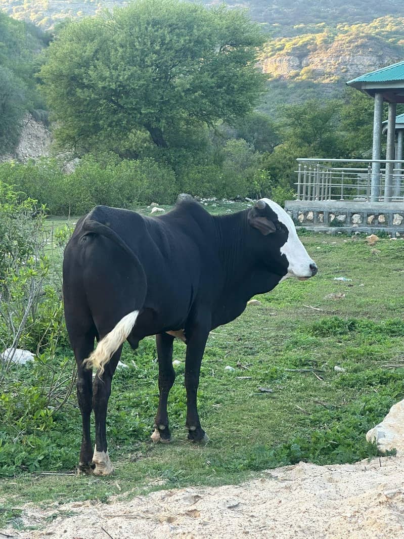 قربانی کے جانور 1